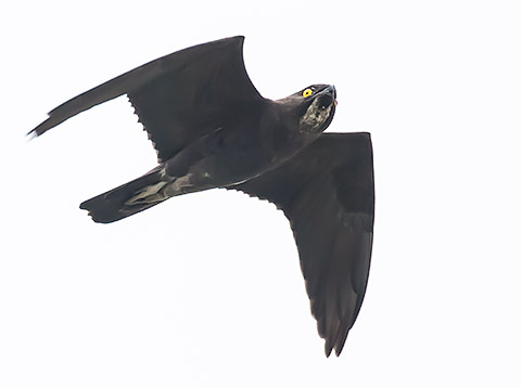 Bat Hawk in flight